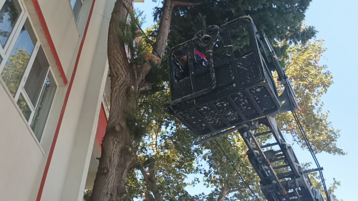 Köpekten kaçarak ağaçta mahsur kalan kediyi itfaiye kurtardı

