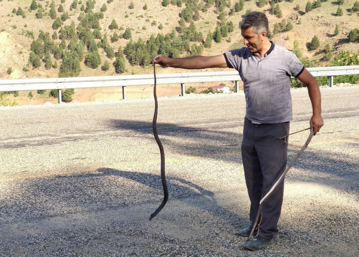Mahsur kalan yılanı kurtararak doğaya bıraktı

