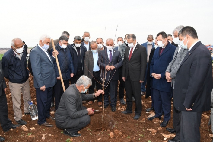 Model bahçede badem fidanları toprakla buluşturuldu
