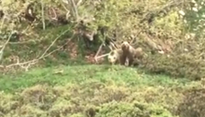 Adıyaman'da Boz ayıları Tek Sözü İle Kaçırttı Videolu Haber