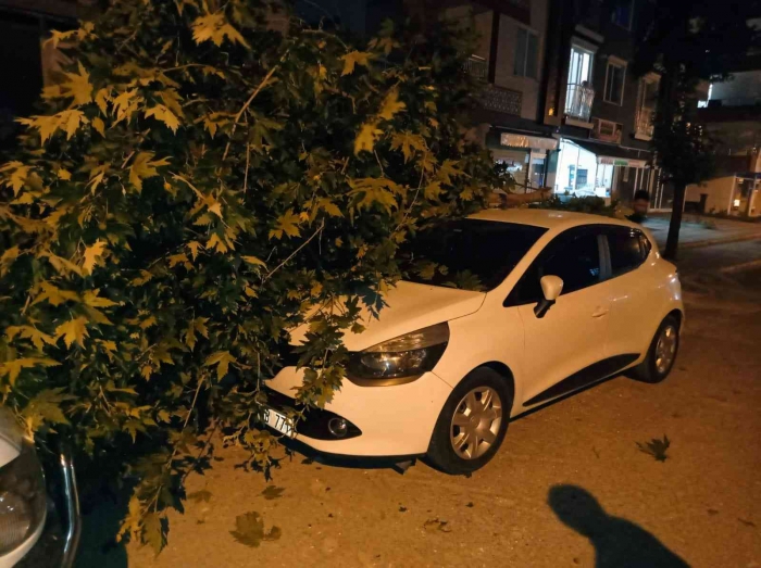 Adıyaman’da Otomobilin üzerine ağaç dalı devrildi