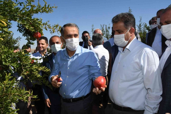 Samsat´ta nar hasadı başladı