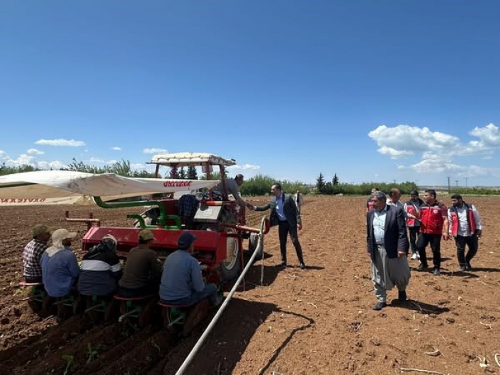 Samsatta tütün ekimi başladı
