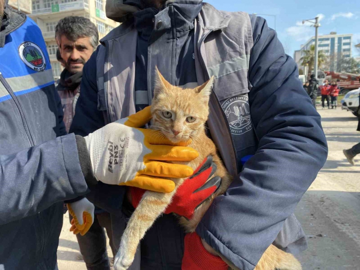 Ses geldiği için girdikleri binada 104 saat mahsur kalan kediyi kurtardılar
