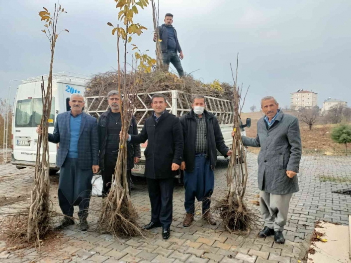 Sincik ilçesinde ceviz ve badem fidanı dağıtıldı