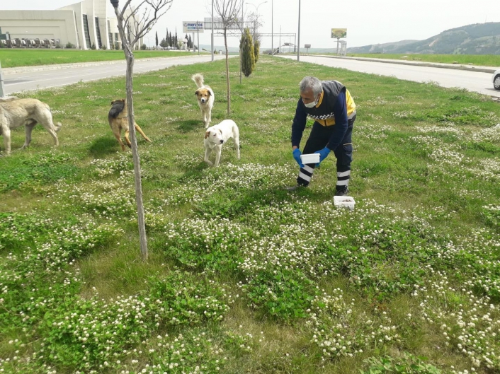 Sokak hayvanları beslenildi