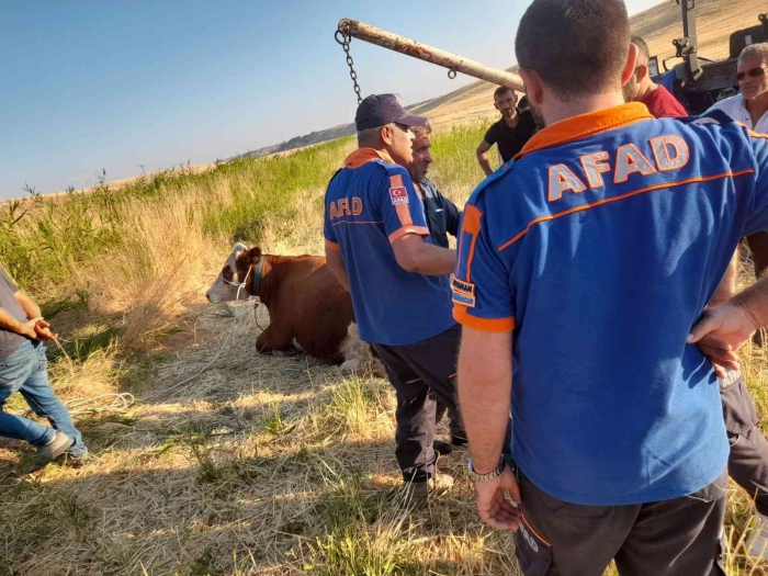 Sulama kanalına düşen inek kurtarıldı