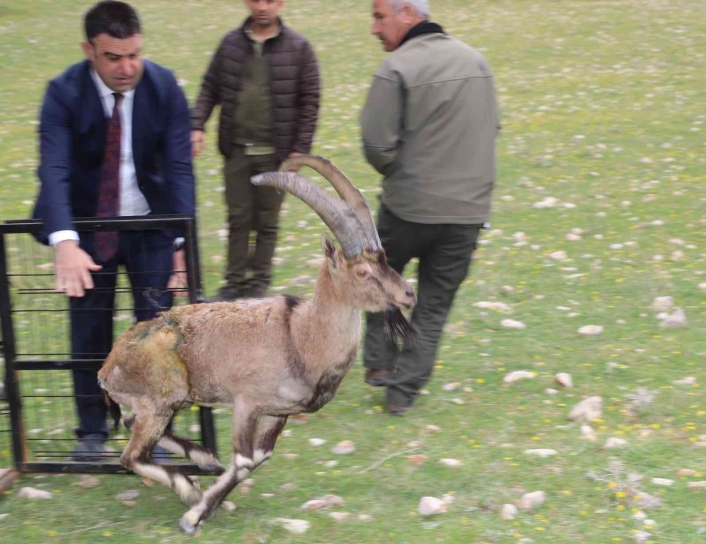 Adıyaman´da tedavisi tamamlanan dağ keçisi doğaya bırakıldı