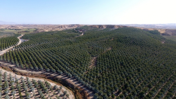 Türkiye´nin en büyük kapama ceviz bahçesinde hasat