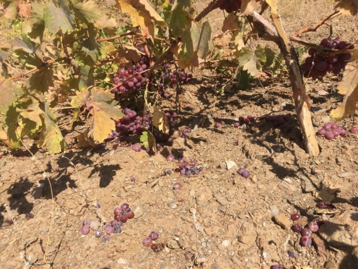 Adıyaman'da Yaban domuzları üzüm bağlarına zarar verdi