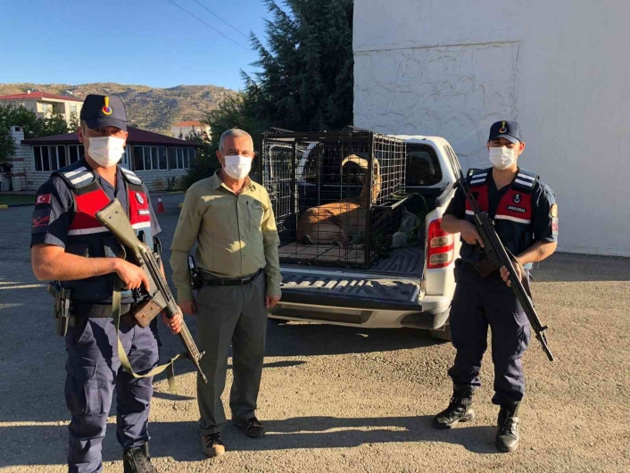 Yaralı dağ keçisi tedavi altına alındı
