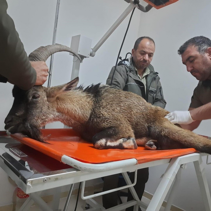 Yaralı dağ keçisi tedavi altına alındı
