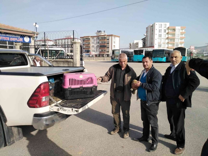 Yaralı şahin tedavi altına alındı
