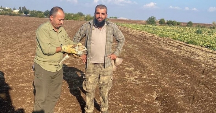 Yaralı şahin tedavi altına alındı
