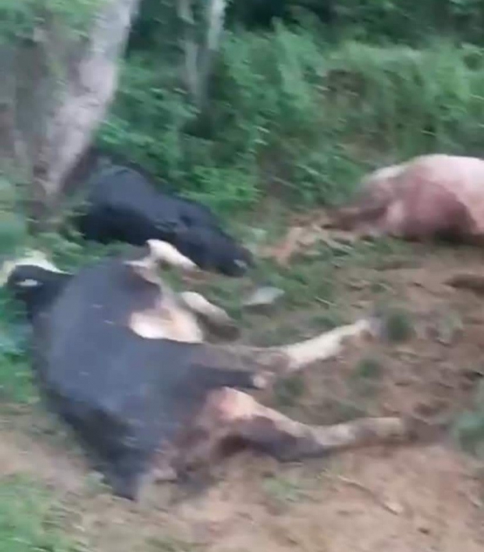 Yıldırımın düştüğü Çelikhanda 5 hayvan telef oldu
