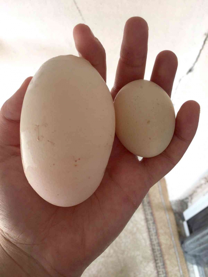 Yumurta içinden yumurta çıktı

