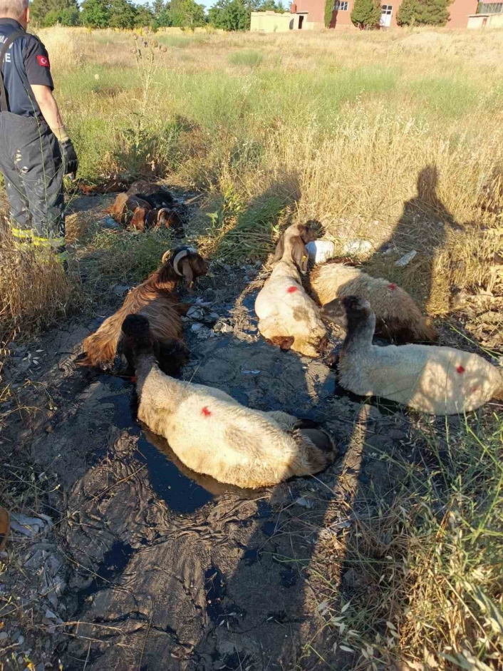 Zift göletine batan küçükbaş hayvanları itfaiye kurtardı
